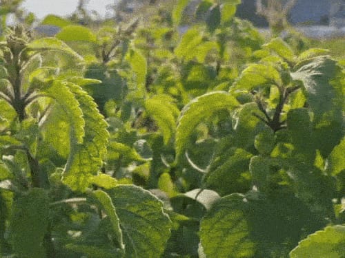 वन तुलसी के तेल में मिलेंगे लौंग जैसे गुण:खेती से किसान कमा सकेंगे लाखों रुपए, जंगली जानवर भी नहीं पहुंचाते नुकसान