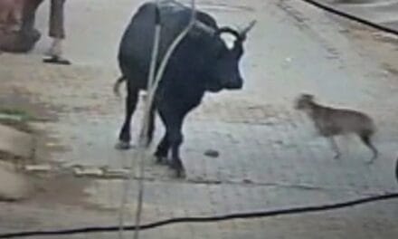 बुलंदशहर में एक हिंसक सांड ने बुजुर्ग पर किया जानलेवा हमला