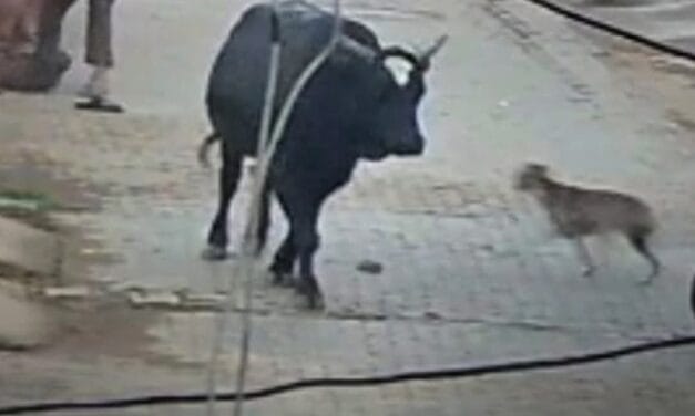 बुलंदशहर में एक हिंसक सांड ने बुजुर्ग पर किया जानलेवा हमला