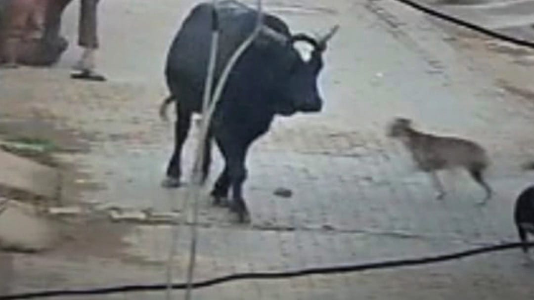 बुलंदशहर में एक हिंसक सांड ने बुजुर्ग पर किया जानलेवा हमला