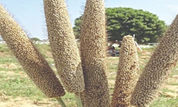 बाजरा की नई किस्म:वैज्ञानिकों ने विकसित किया दुनिया का पहला “थ्री वे’ सूखा रोधी बाजरा “RHB 273′, कम बारिश में भी 28% तक ज्यादा फसल