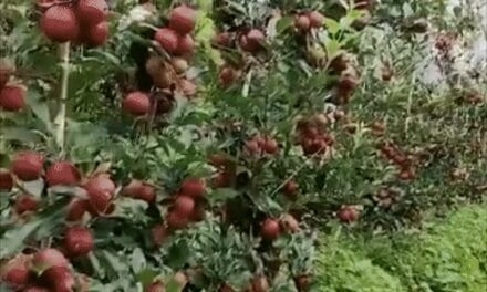 खतरे में हिमाचली सेब का भविष्य:प्रोफेसर सतीश बोले-तापमान में उछाल होना अच्छा संकेत नहीं; एपल बेल्ट सिकुड़ रही, चिलिंग घटी