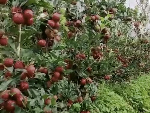 खतरे में हिमाचली सेब का भविष्य:प्रोफेसर सतीश बोले-तापमान में उछाल होना अच्छा संकेत नहीं; एपल बेल्ट सिकुड़ रही, चिलिंग घटी