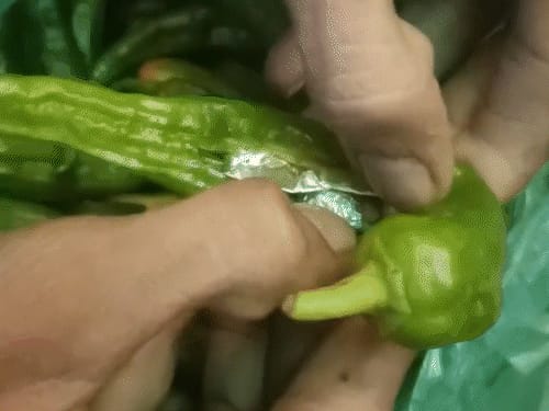 एक मिर्च की कीमत 5 हजार रुपए:मथानिया में MD ड्रग्स और स्मैक की तस्करी; जोधपुर से प्राइवेट बस से हैदराबाद भेजा पार्सल