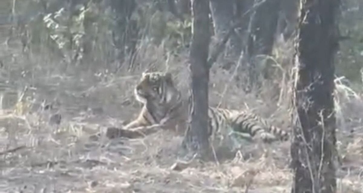 चीतों के घर में बाघ की एंट्री… कूनो नेशनल पार्क में पहली बार आया नजर