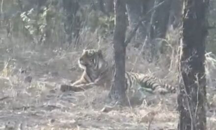 चीतों के घर में बाघ की एंट्री… कूनो नेशनल पार्क में पहली बार आया नजर