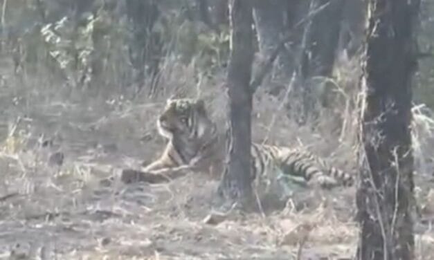 चीतों के घर में बाघ की एंट्री… कूनो नेशनल पार्क में पहली बार आया नजर