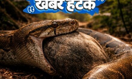 खबर हटके-अजगर के खून से घटेगा मोटापा:पति ने बर्तन नहीं धोया, पत्नी ने पुलिस बुलाई; गर्लफ्रेंड को स्कूल ले जाने के लिए बस चोरी