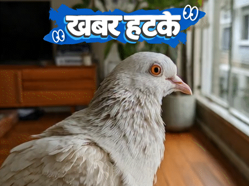 खबर हटके