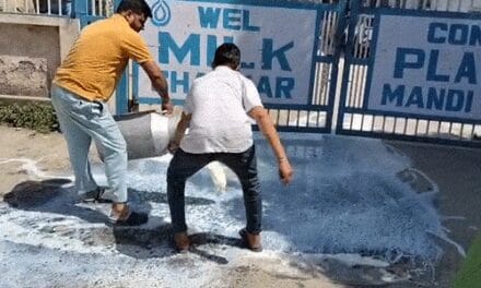 हिमाचल में किसान ने 500 लीटर दूध बहाया:2 दिन से नहीं खरीद रहा मिल्कफेड; 50 हजार का नुकसान, बोला