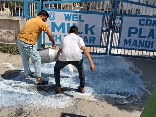 हिमाचल में किसान ने 500 लीटर दूध बहाया:2 दिन से नहीं खरीद रहा मिल्कफेड; 50 हजार का नुकसान, बोला