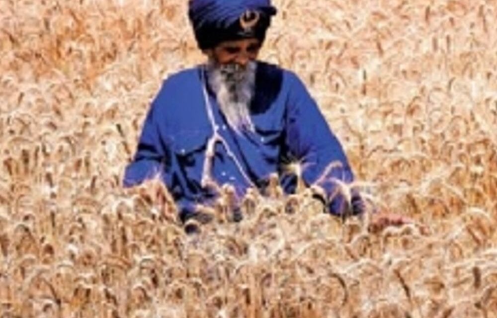 निहंग सिंहों का अनूठा संकल्प:युद्ध कला में निपुण जत्थेदार बिना कीटनाशक खेती कर रहे, ताकि लंगर पवित्र हो