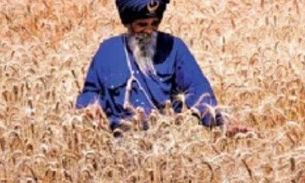 निहंग सिंहों का अनूठा संकल्प:युद्ध कला में निपुण जत्थेदार बिना कीटनाशक खेती कर रहे, ताकि लंगर पवित्र हो