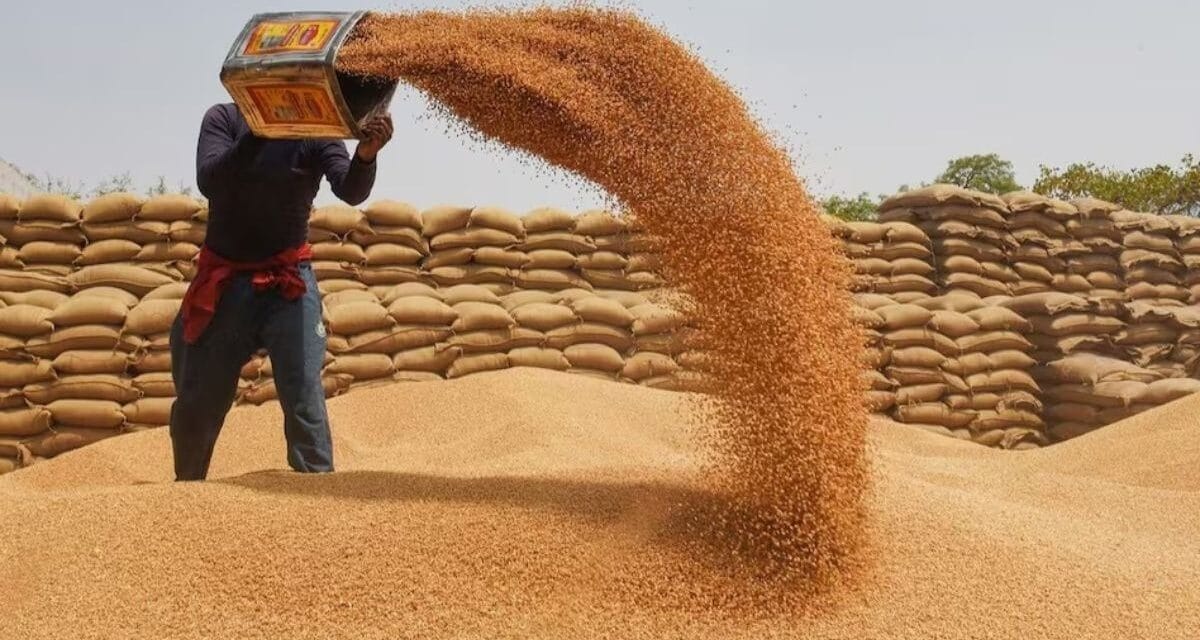 MP: अब गेहूं खरीदी सप्ताह में 6 दिन, स्लॉट बुकिंग को 9 मई तक बढ़ाया