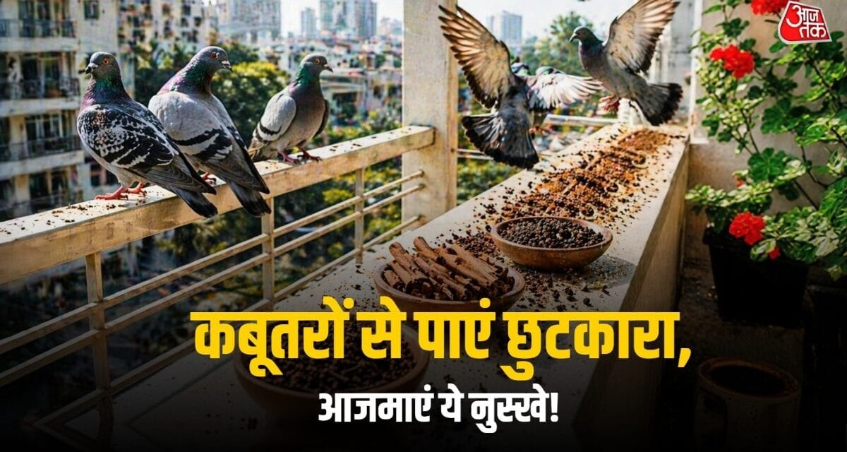 बालकनी में कबूतरों का 'आतंक' होगा खत्म! कटोरे में भरकर रख दें ये चीजें