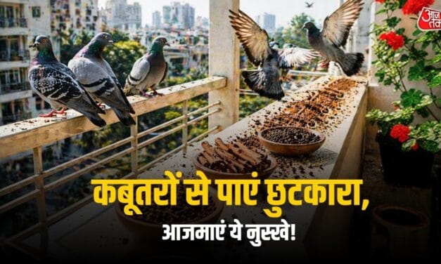 बालकनी में कबूतरों का 'आतंक' होगा खत्म! कटोरे में भरकर रख दें ये चीजें