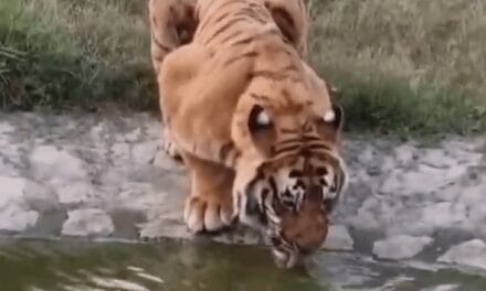 तीन वनकर्मियों का शिकार करने वाले बाघ ‘विक्रम’ की मौत:21 साल जीवित रहकर बनाया रिकॉर्ड, नैनीताल चिड़ियाघर का पिंजड़ा तोड़कर निकला था बाहर