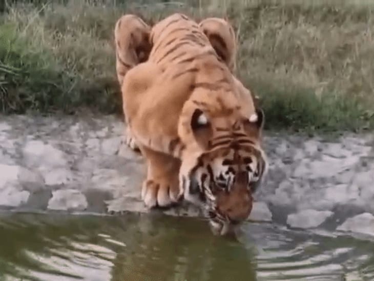 तीन वनकर्मियों का शिकार करने वाले बाघ ‘विक्रम’ की मौत:21 साल जीवित रहकर बनाया रिकॉर्ड, नैनीताल चिड़ियाघर का पिंजड़ा तोड़कर निकला था बाहर