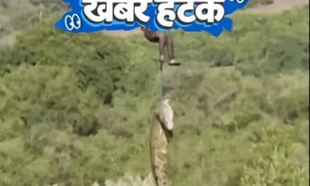 खबर हटके-प्रेमिका को वश में करने चिता से हड्डियां चुराईं:आदमी निगलने के शक में मगरमच्छ गिरफ्तार; मॉडल बनी संगमरमर की मूर्ति