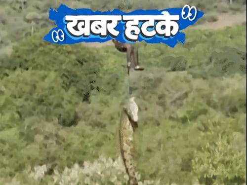 खबर हटके-प्रेमिका को वश में करने चिता से हड्डियां चुराईं:आदमी निगलने के शक में मगरमच्छ गिरफ्तार; मॉडल बनी संगमरमर की मूर्ति