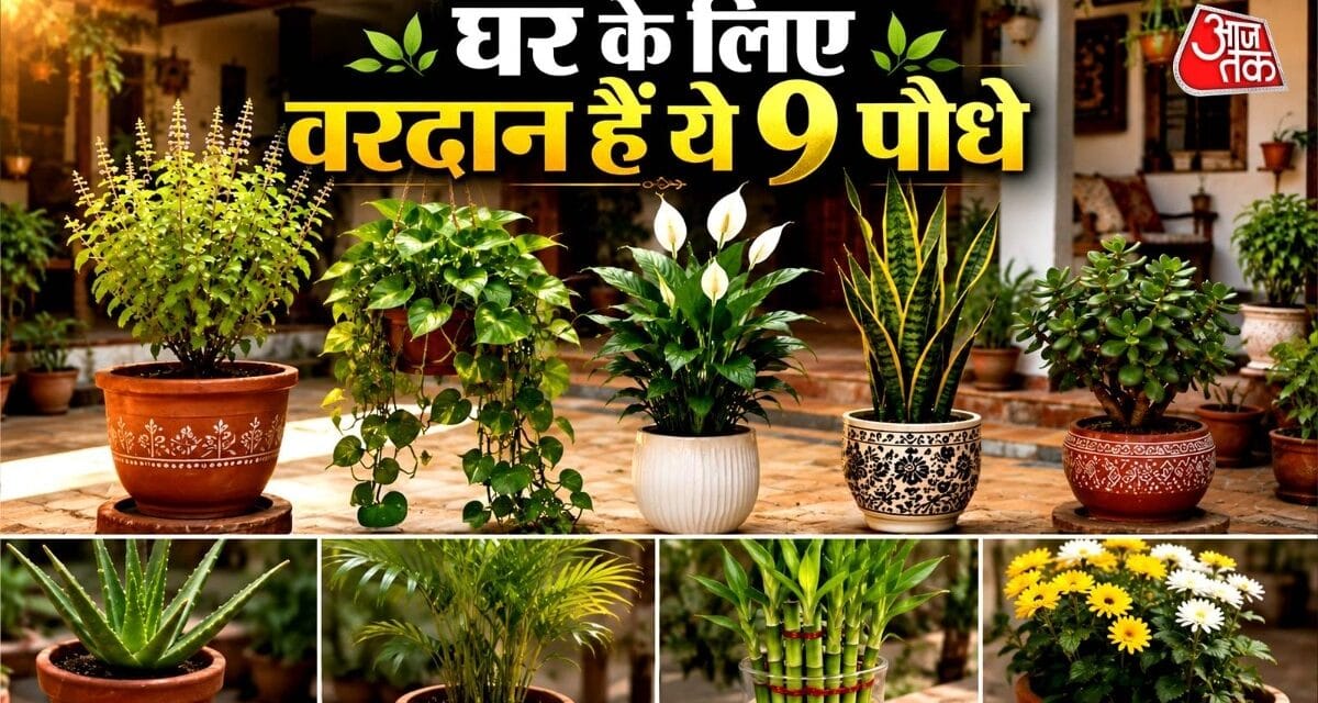 आपकी कमाई दोगुनी कर देंगे ये 5 पौधे, सही दिशा में रखते ही दिखेगा चमत्कार!