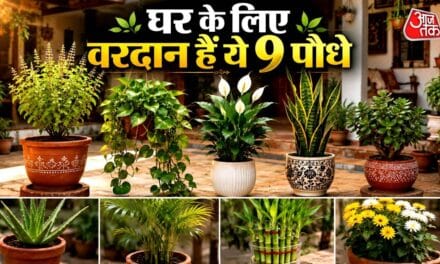 आपकी कमाई दोगुनी कर देंगे ये 5 पौधे, सही दिशा में रखते ही दिखेगा चमत्कार!