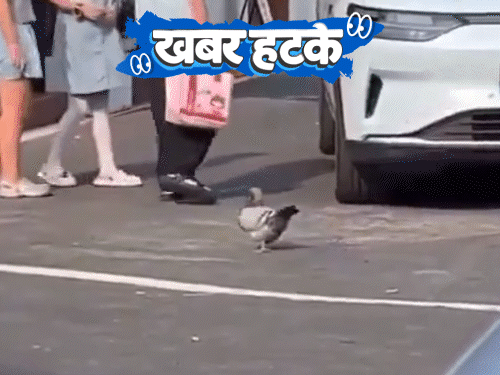 खबर हटके
