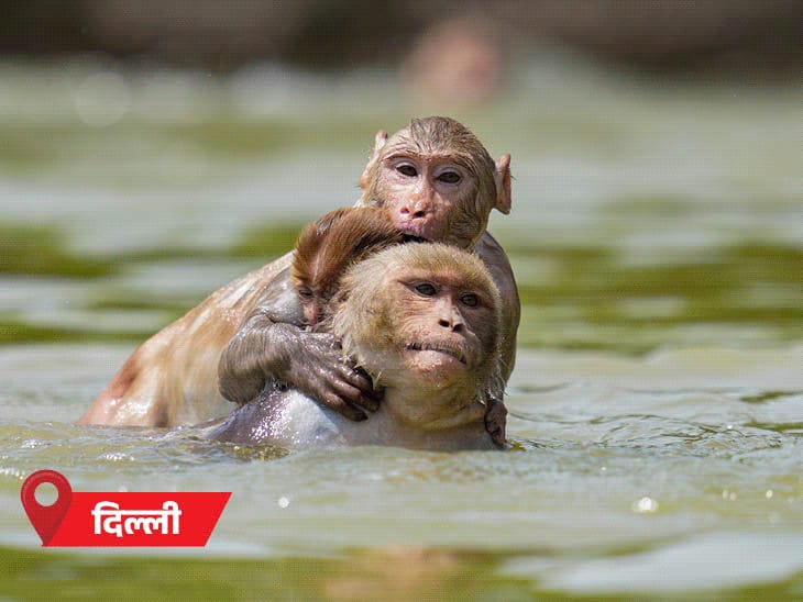 देश में अगले 6 दिन तेज गर्मी:MP-राजस्थान समेत 6 राज्यों में तापमान 46°C+, 10 राज्यों में हीटवेव; UP का बांदा सबसे गर्म, पारा 47.6°C