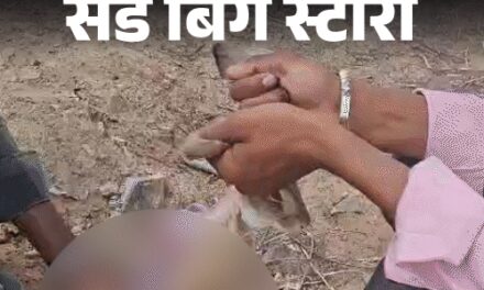 एक हजार रुपए के लिए खरगोश का शिकार:जयपुर के जंगलों में 7 दिन पड़ताल, कैमरे पर शिकारी बोले