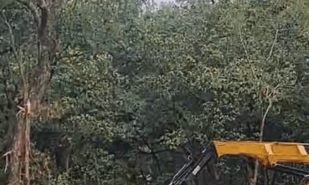 उत्तराखंड में फोरलेन प्रोजेक्ट के विरोध में मनेगा ‘ब्लैक हरेला’:एलीफेंट कॉरिडोर में पेड़ काटने पर उठे सवाल; पर्यावरणविद बोले