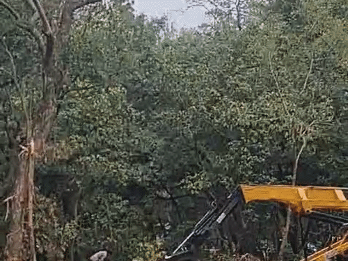 उत्तराखंड में फोरलेन प्रोजेक्ट के विरोध में मनेगा ‘ब्लैक हरेला’:एलीफेंट कॉरिडोर में पेड़ काटने पर उठे सवाल; पर्यावरणविद बोले