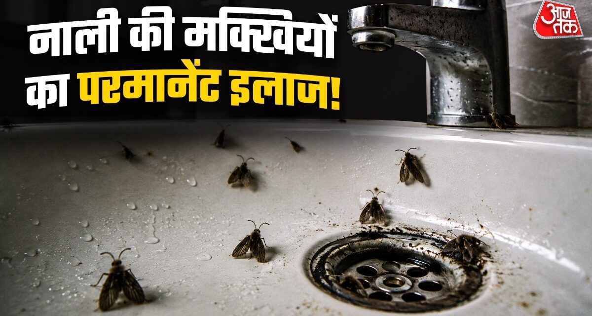 नाली के पास मंडराती हैं काली मक्खियां? रात में करें ये काम, सुबह सफाया