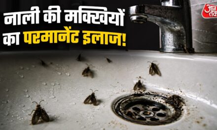 नाली के पास मंडराती हैं काली मक्खियां? रात में करें ये काम, सुबह सफाया