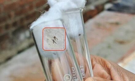 गुजरात में फैला चांदीपुरा वायरस:एक महीने में 12 बच्चों की मौत, 3 की रिपोर्ट पॉजिटिव; मक्खी से फैलती है बीमारी, वैक्सीन भी नहीं बनी