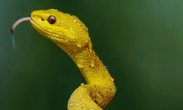 Snakes चंदन के पेड़ से अट्रैक्ट क्यों होते हैं?