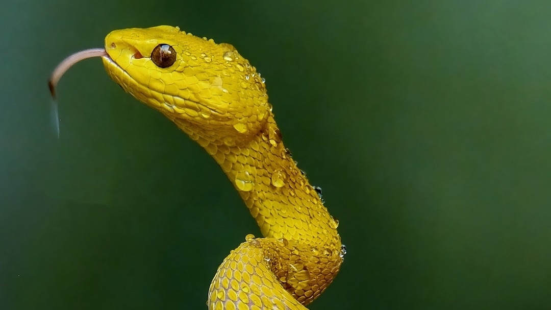 Snakes चंदन के पेड़ से अट्रैक्ट क्यों होते हैं?