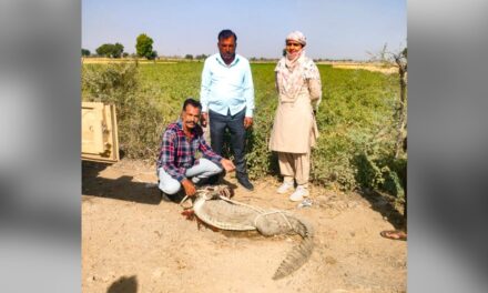 15 साल, 800 रेस्क्यू… कोटा के 'क्रोकोडाइल मैन' ने बनाया अनोखा रिकॉर्ड