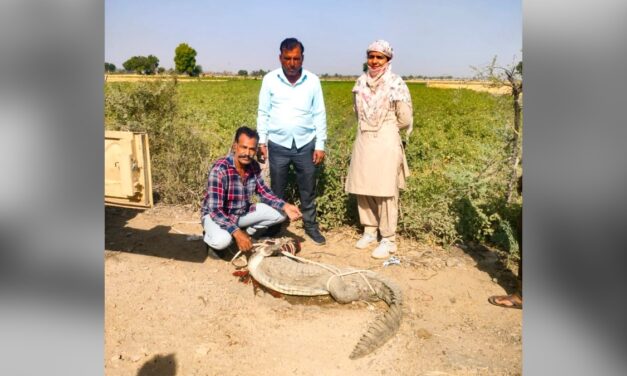 15 साल, 800 रेस्क्यू… कोटा के 'क्रोकोडाइल मैन' ने बनाया अनोखा रिकॉर्ड