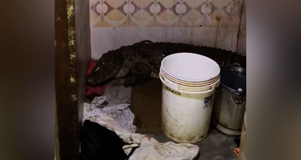 बाथरूम का गेट खोलते ही उड़े होश, खूंखार मगरमच्छ से हुआ आमना-सामना