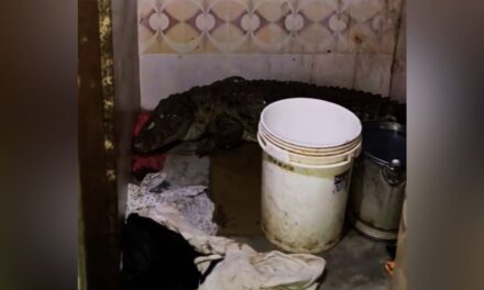 बाथरूम का गेट खोलते ही उड़े होश, खूंखार मगरमच्छ से हुआ आमना-सामना