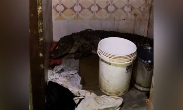 बाथरूम का गेट खोलते ही उड़े होश, खूंखार मगरमच्छ से हुआ आमना-सामना