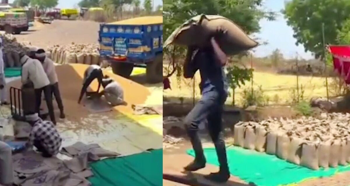 मध्य प्रदेश में MSP पर गेहूं खरीदी का 'काला सच', करोड़ों का फर्जीवाड़ा