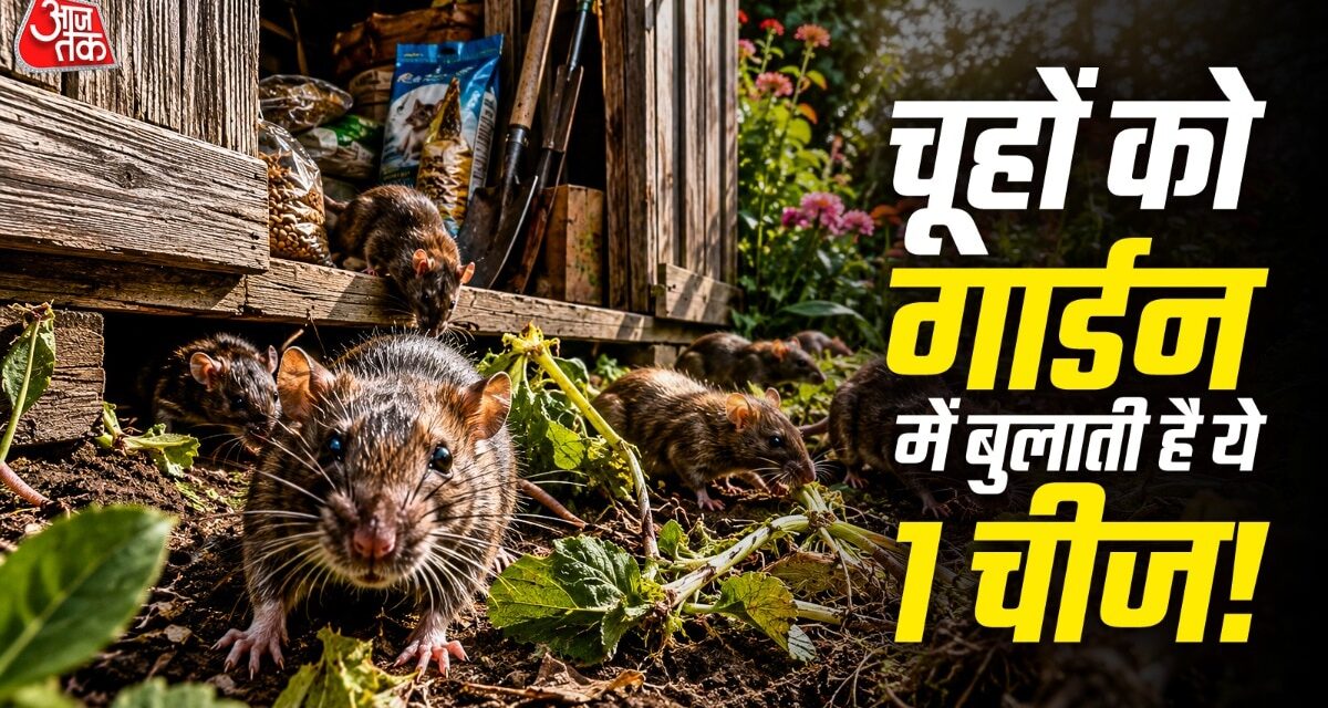 गार्डन के पौधे कुतर रहे हैं चूहे? तुरंत शेड से हटाएं ये 1 सामान
