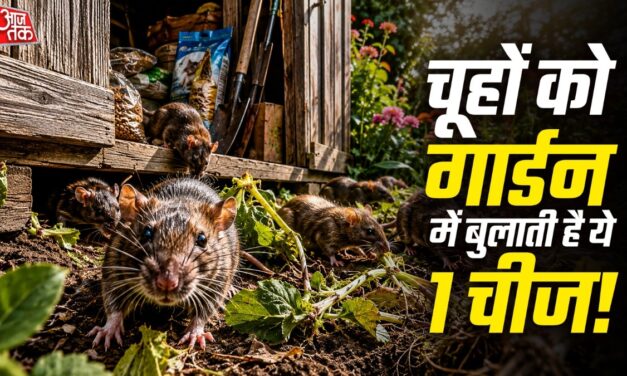 गार्डन के पौधे कुतर रहे हैं चूहे? तुरंत शेड से हटाएं ये 1 सामान