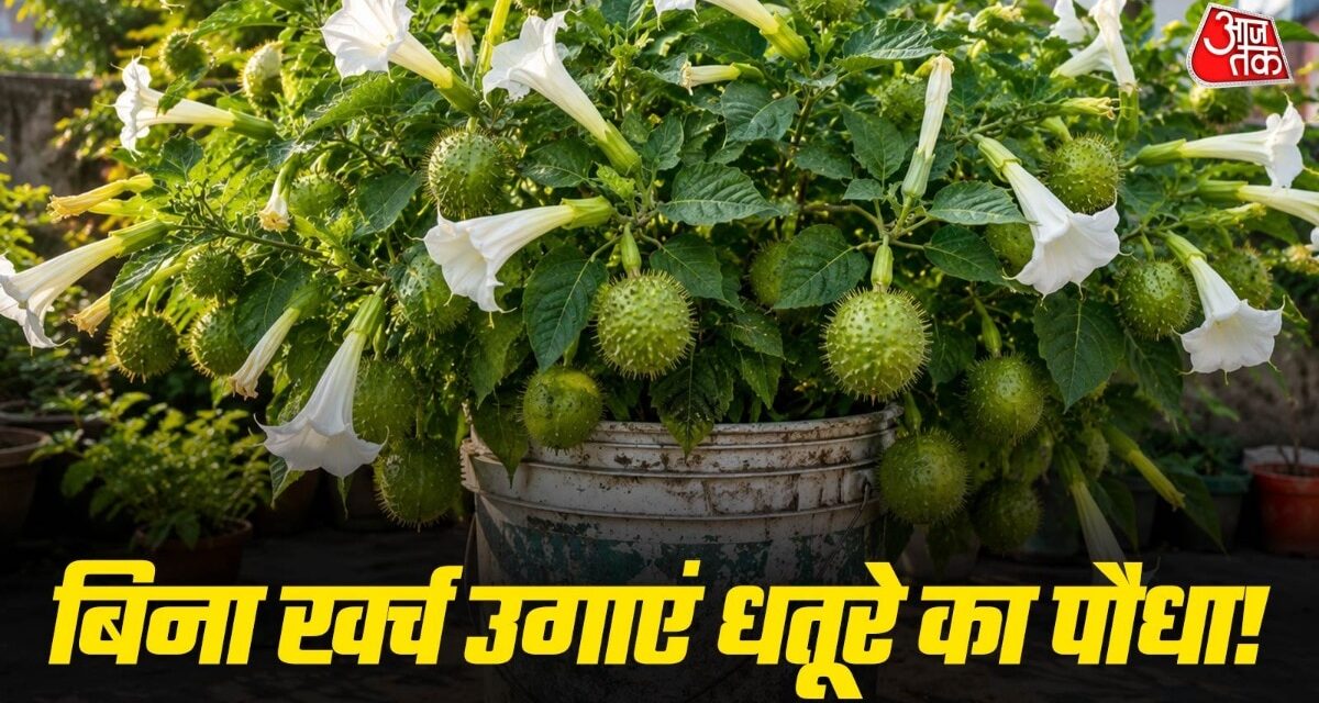 पुरानी बाल्टी में उगाएं धतूरा, सावन में खरीदने की नहीं पड़ेगी जरूरत