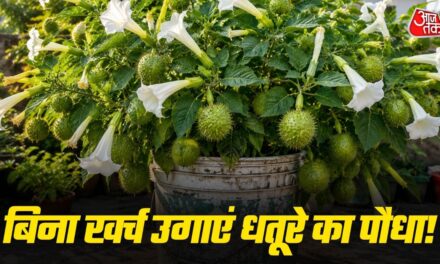 पुरानी बाल्टी में उगाएं धतूरा, सावन में खरीदने की नहीं पड़ेगी जरूरत