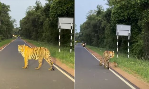 VIDEO: कार के सामने आई टाइगर फैमिली, कैमरे में कैद हुआ पल