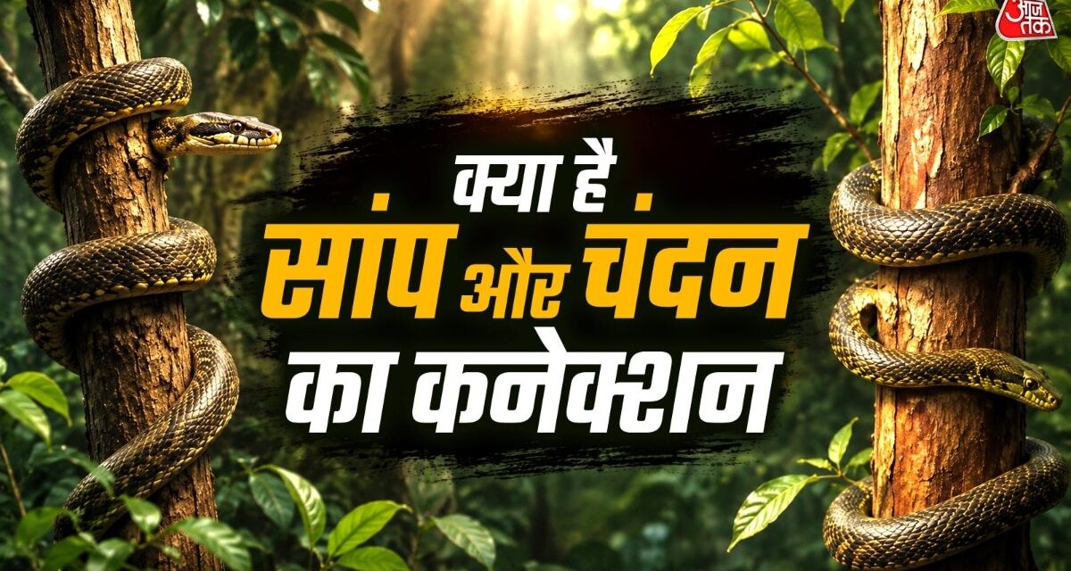 चंदन के पेड़ पर क्यों लिपटे रहते हैं सांप? जानें इसके पीेछे की वजह