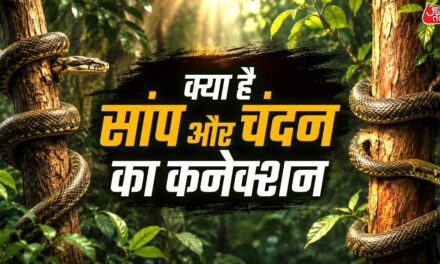 चंदन के पेड़ पर क्यों लिपटे रहते हैं सांप? जानें इसके पीेछे की वजह