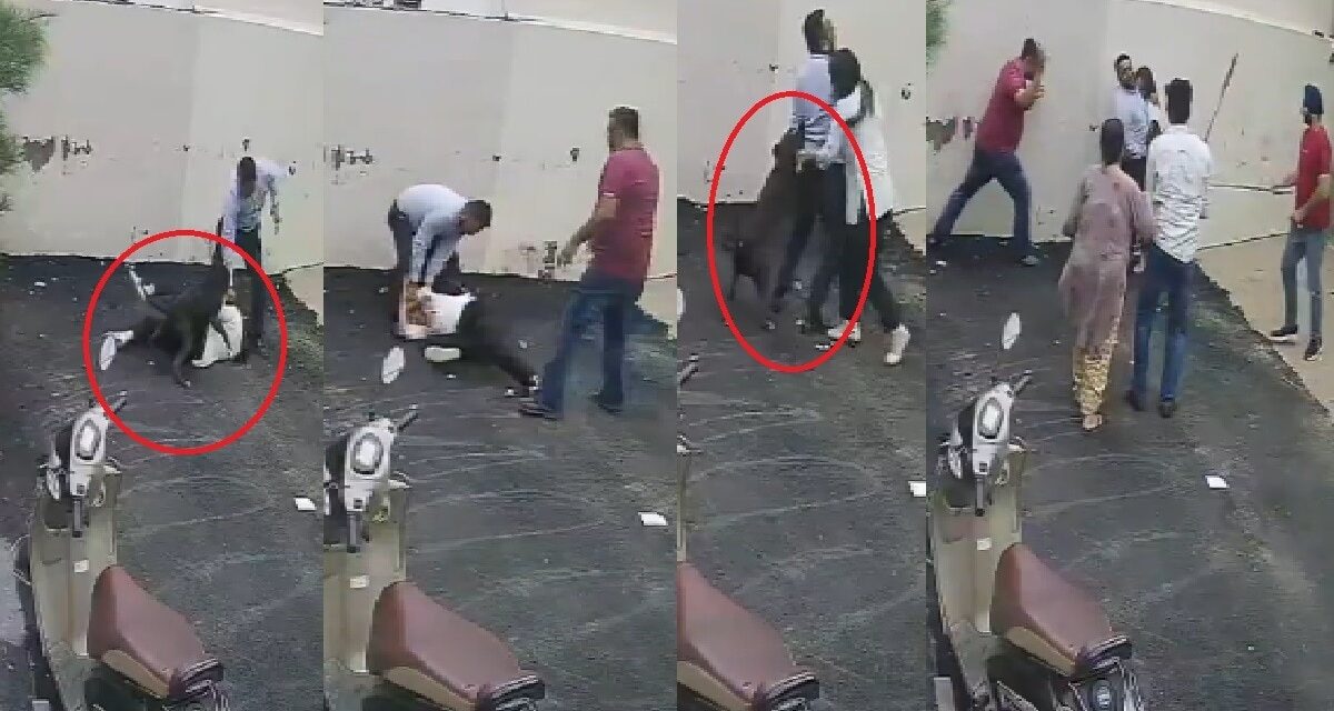 पटियाला में पिटबुल के हमले में महिला गंभीर जख्मी, वीडियो वायरल